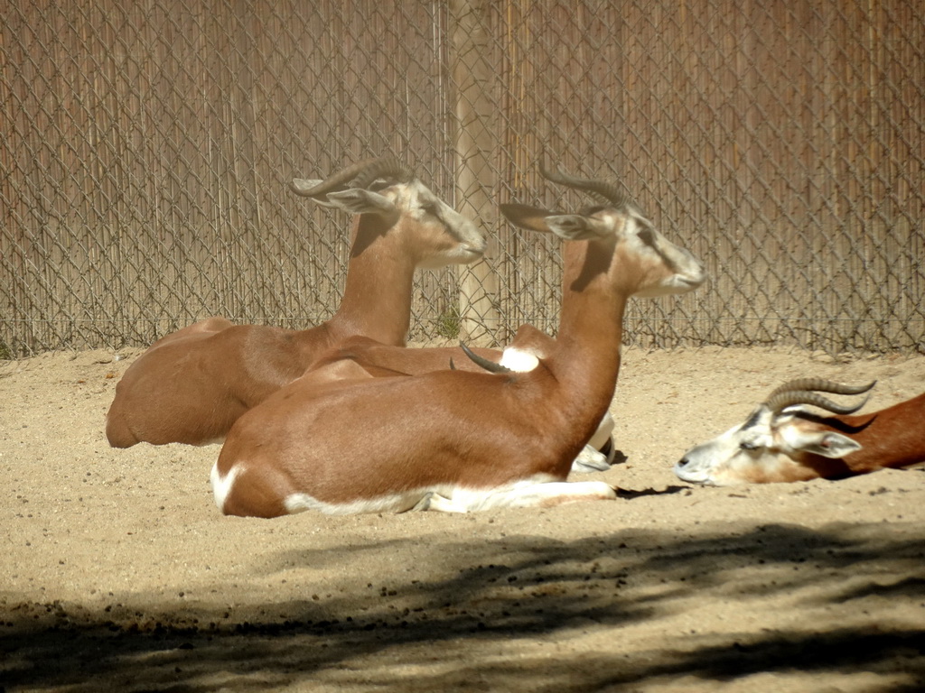 Mhorr Gazelles at the Barcelona Zoo