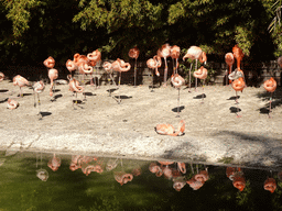 Greater Flamingos at the Barcelona Zoo