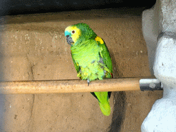 Parrot at the Parrot Square area at the Barcelona Zoo