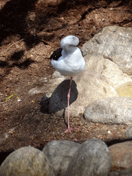 Black-winged Stilt at the Barcelona Zoo