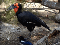Southern Ground Hornbill at the Barcelona Zoo