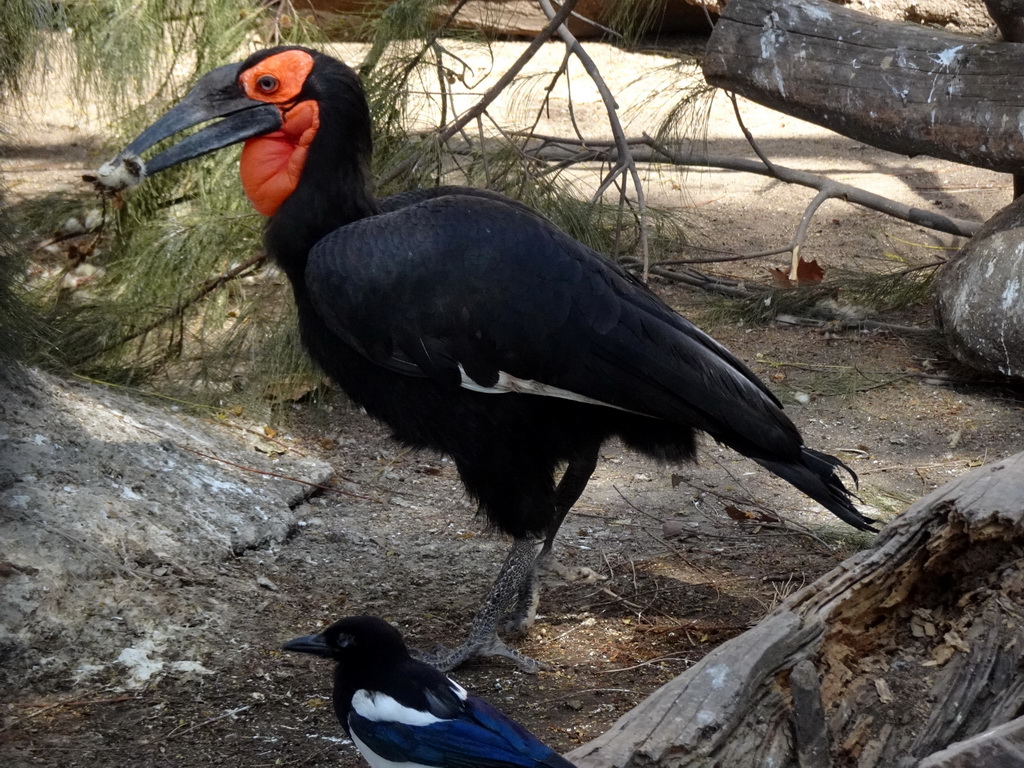Southern Ground Hornbill at the Barcelona Zoo