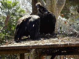 Black Vultures at the Barcelona Zoo