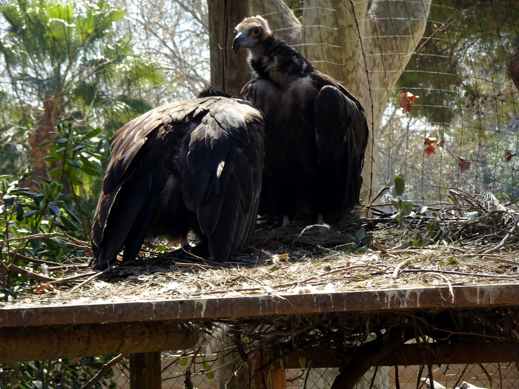 Black Vultures at the Barcelona Zoo