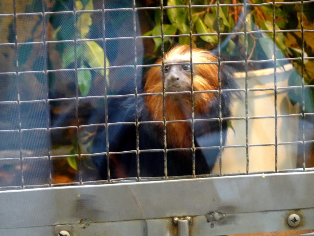 Golden-headed Lion Tamarin at the World of Marmosets building at the Barcelona Zoo