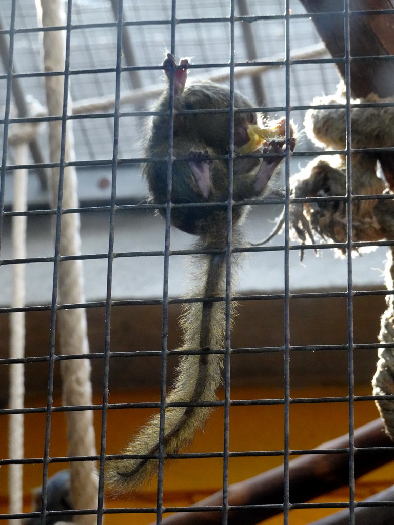 Marmoset at the World of Marmosets building at the Barcelona Zoo