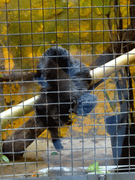 Marmoset at the World of Marmosets building at the Barcelona Zoo