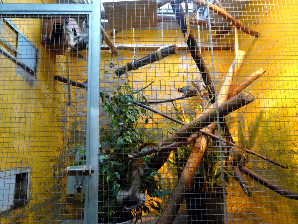 Marmosets and Tamarins at the World of Marmosets building at the Barcelona Zoo