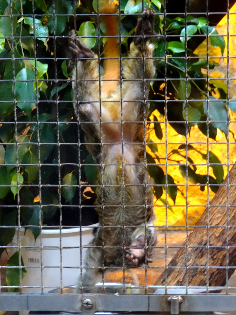 Marmoset at the World of Marmosets building at the Barcelona Zoo