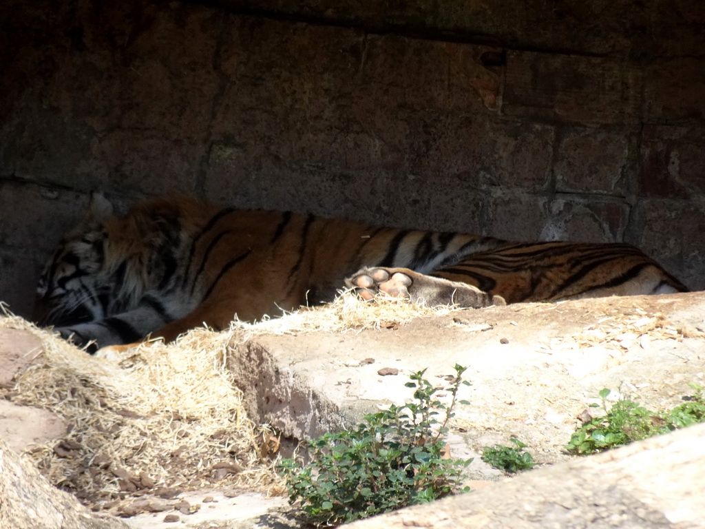 Sumatran Tiger at the Barcelona Zoo