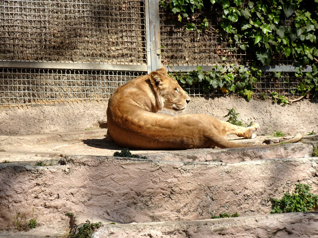 Lion at the Barcelona Zoo