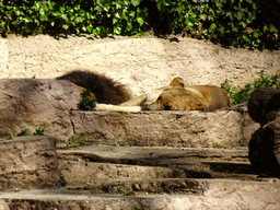 Lion at the Barcelona Zoo