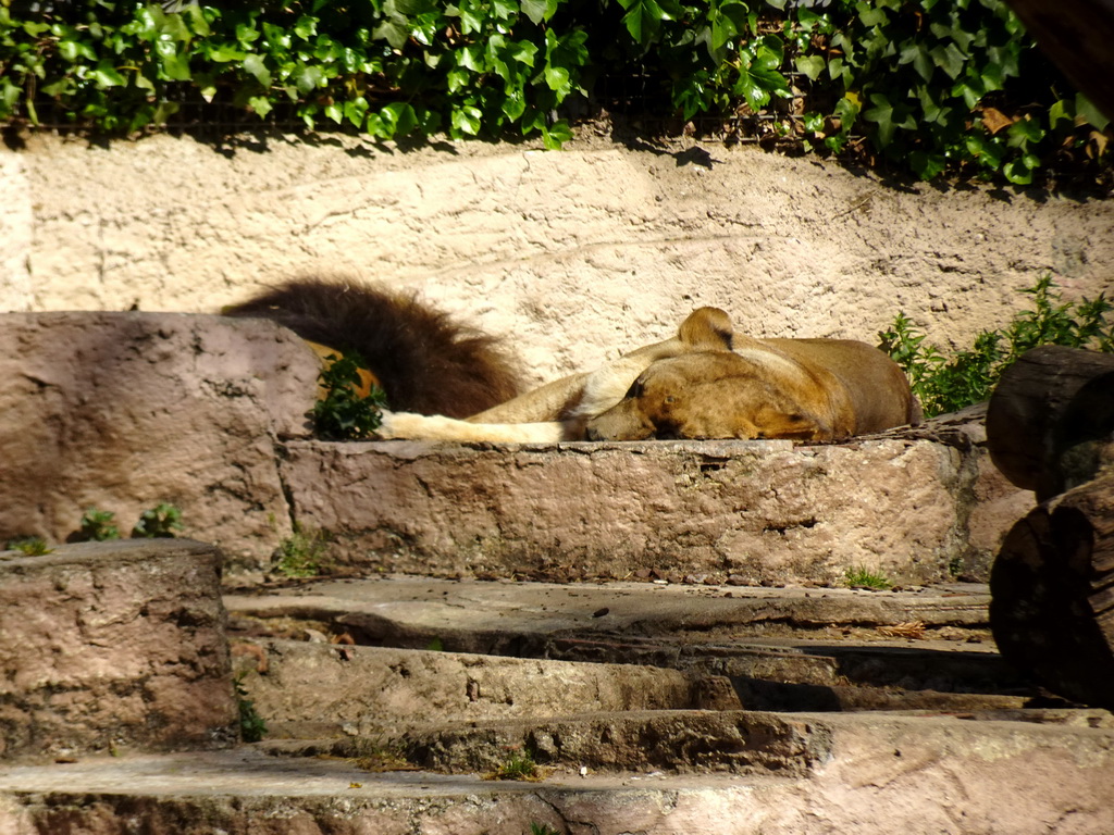 Lion at the Barcelona Zoo