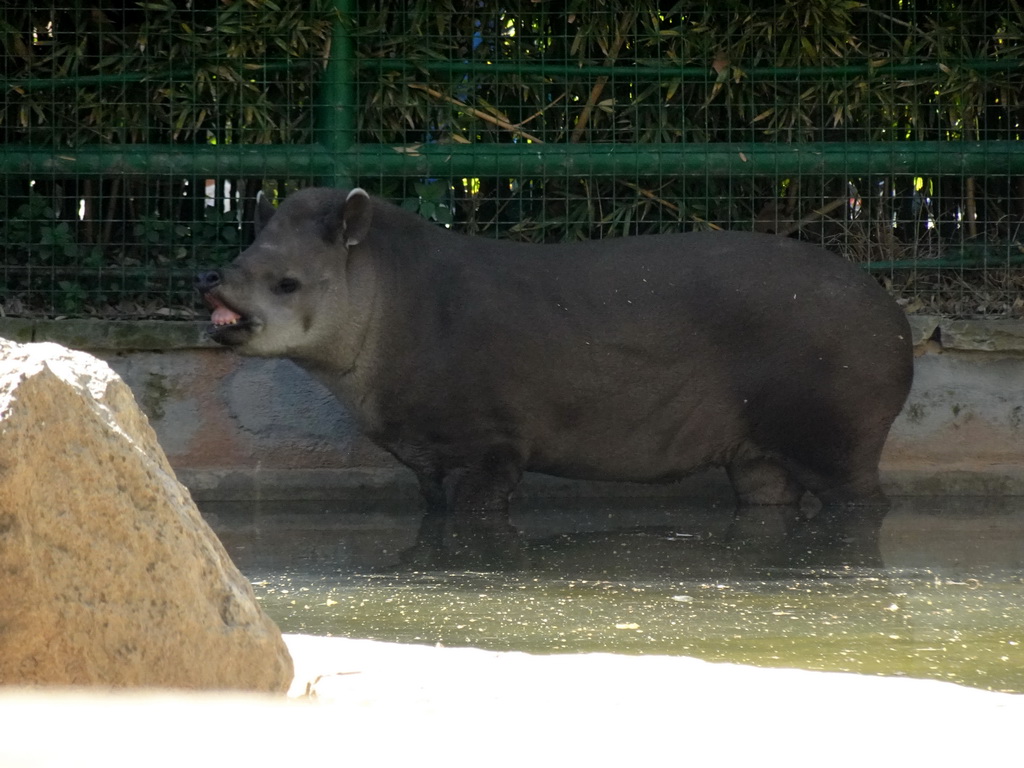 Brazilian Tapir at the Barcelona Zoo