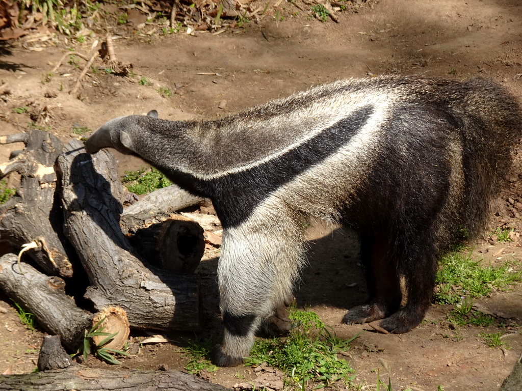 Giant Anteater at the Barcelona Zoo