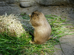 Black-tailed Prairie Dog at the Barcelona Zoo