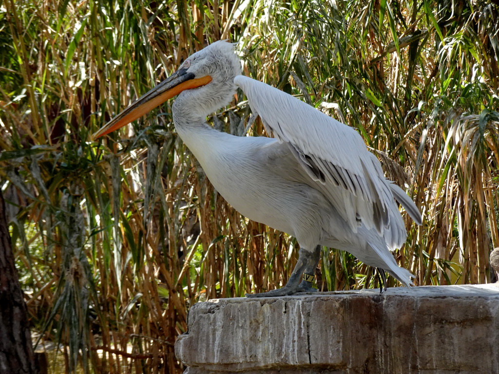 Dalmatian Pelican at the Barcelona Zoo