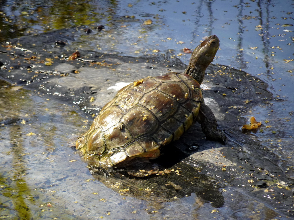 Mediterranean Turtle at the Barcelona Zoo