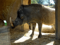 Warthog at the Barcelona Zoo