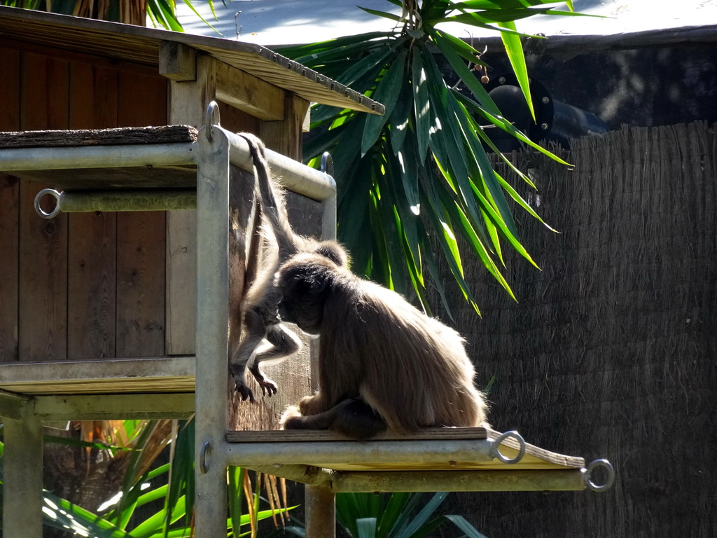 Spider Monkeys at the Barcelona Zoo