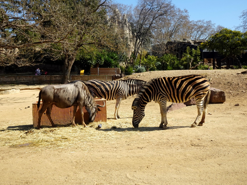 Chapman`s Zebras and Blue Wildebeests at the Barcelona Zoo
