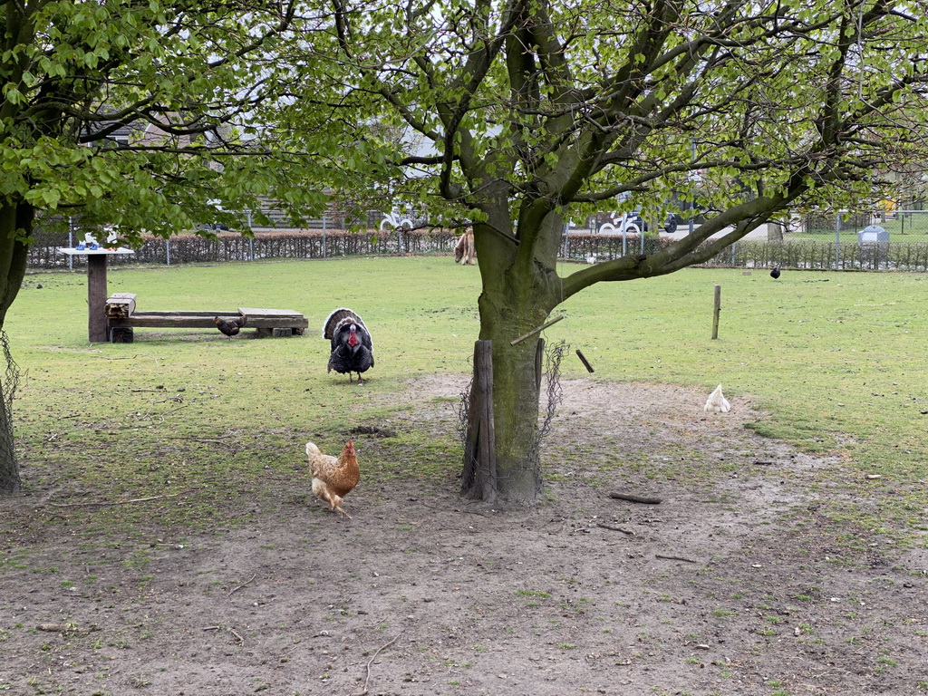 Chickens, turkey and horse at the Korenmolen De Hoop windmill