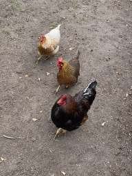 Chickens at the Korenmolen De Hoop windmill