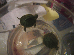 Turtles at the home of Miaomiao`s cousin
