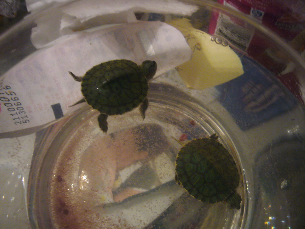 Turtles at the home of Miaomiao`s cousin