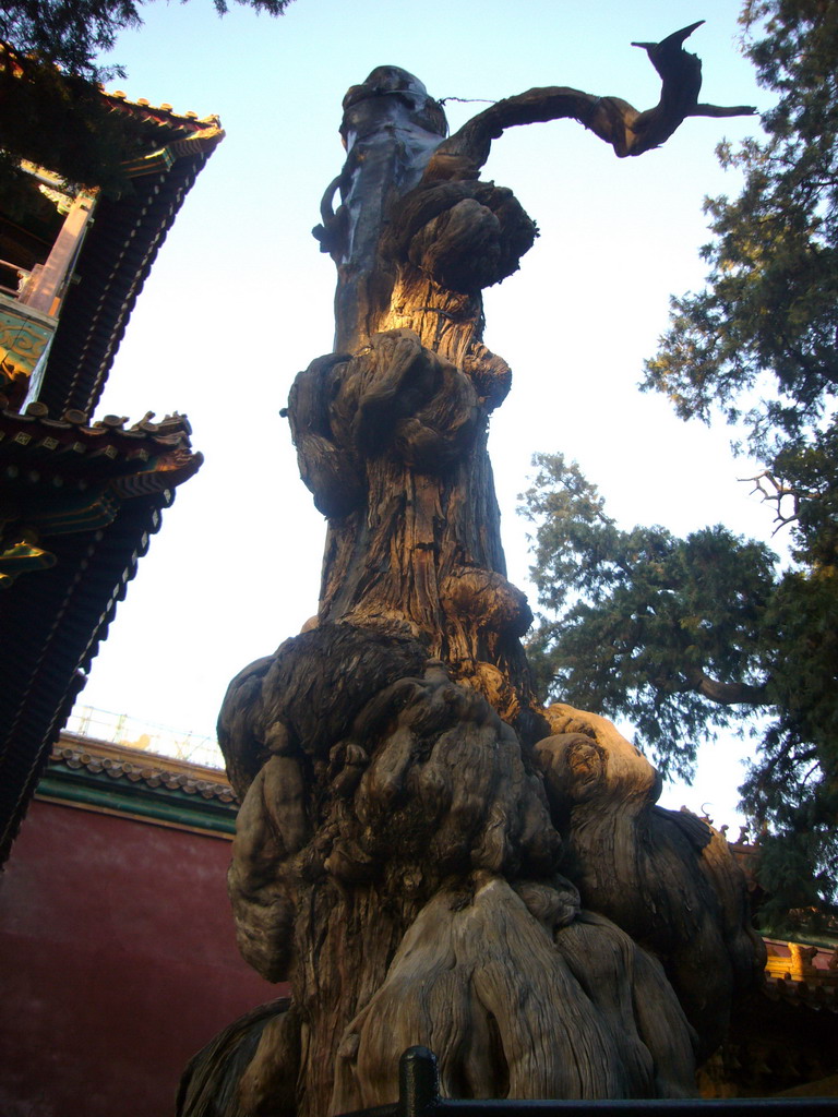 Tree at the Imperial Garden of the Forbidden City