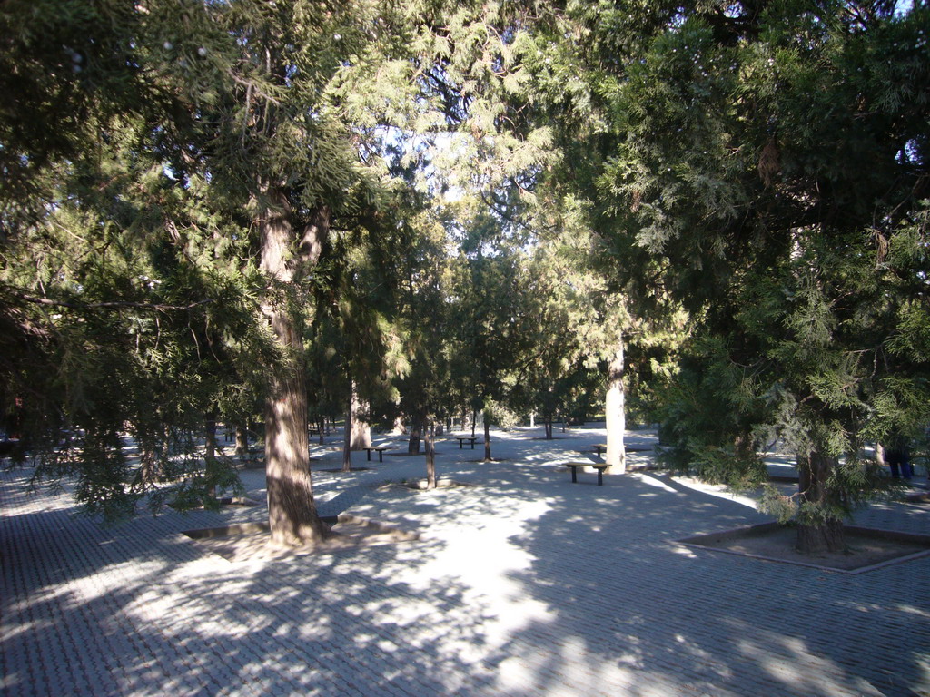 Ancient cypress woods at the Temple of Heaven