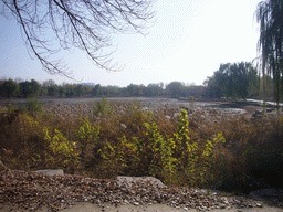 Swamp with trees and plants at the Old Summer Palace