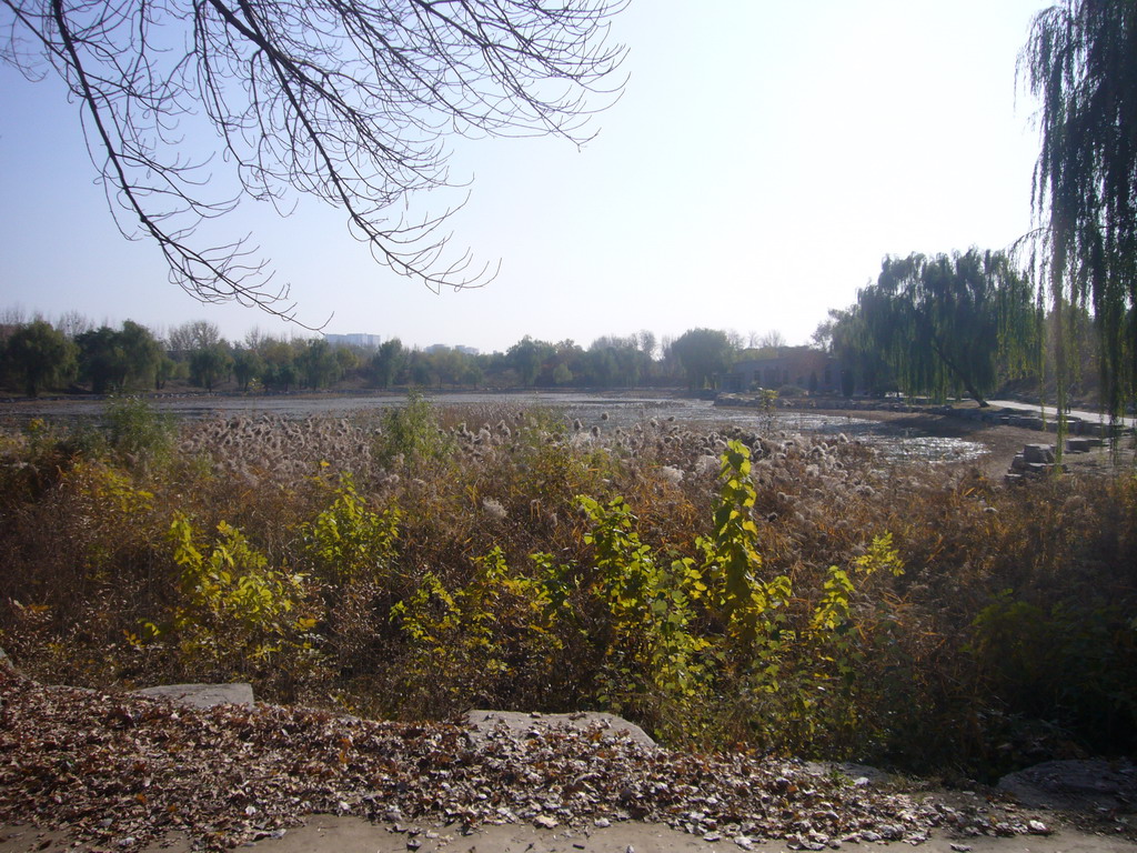 Swamp with trees and plants at the Old Summer Palace