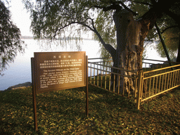 Ancient Willow on the West Dyke at the Summer Palace, with explanation