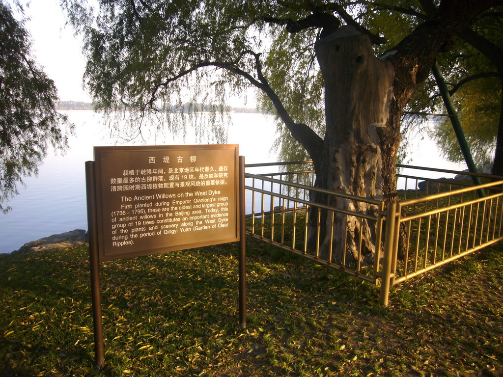 Ancient Willow on the West Dyke at the Summer Palace, with explanation
