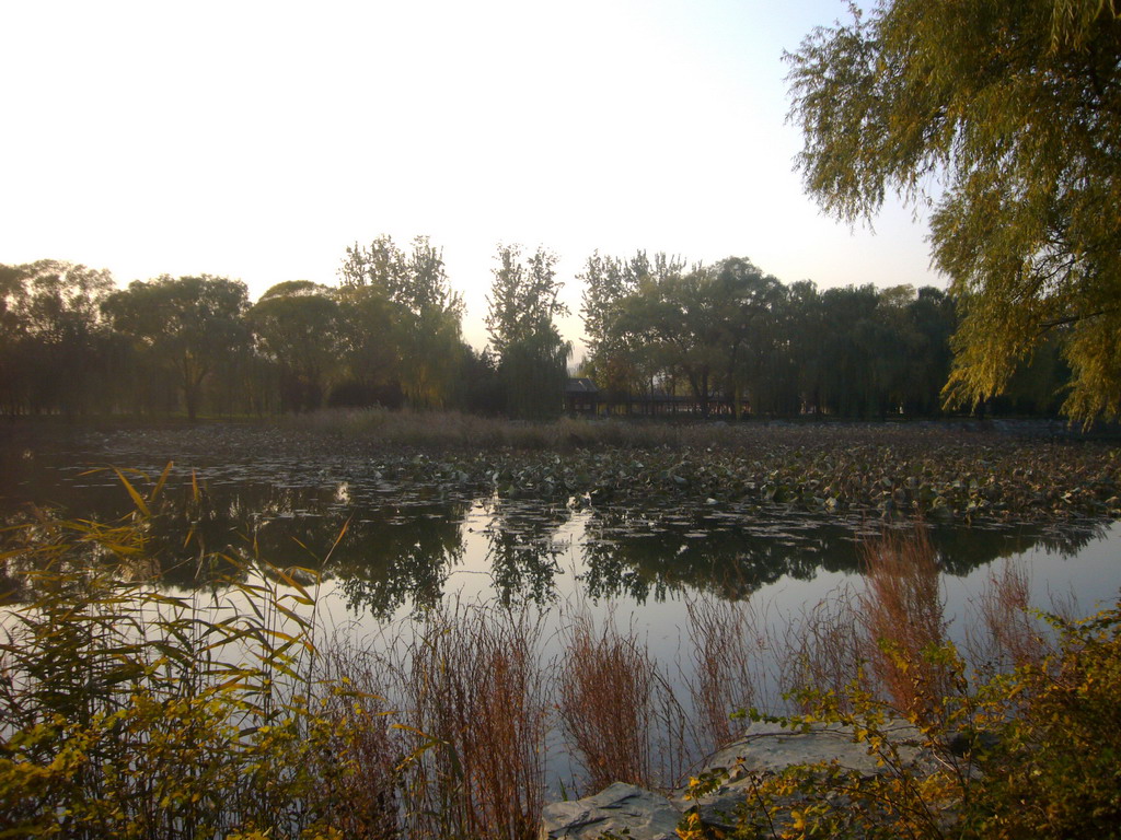 Trees and Water Lilies at the west side of Kunming Lake at the Summer Palace, viewed from the West Causeway