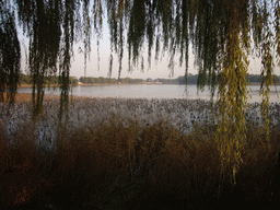 Trees and Water Lilies at the west side of Kunming Lake at the Summer Palace, viewed from the West Causeway