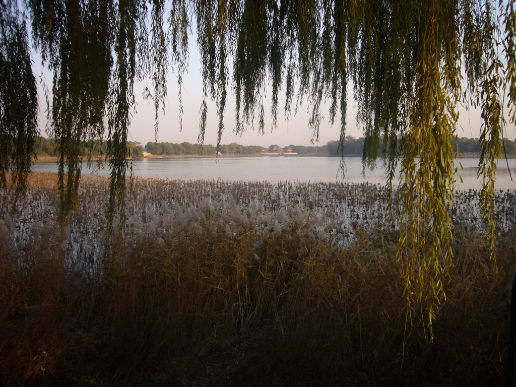 Trees and Water Lilies at the west side of Kunming Lake at the Summer Palace, viewed from the West Causeway