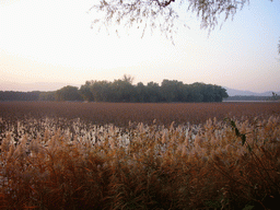 Swamp at the west side of Kunming Lake at the Summer Palace, viewed from the Pavilion of Bright Scenery