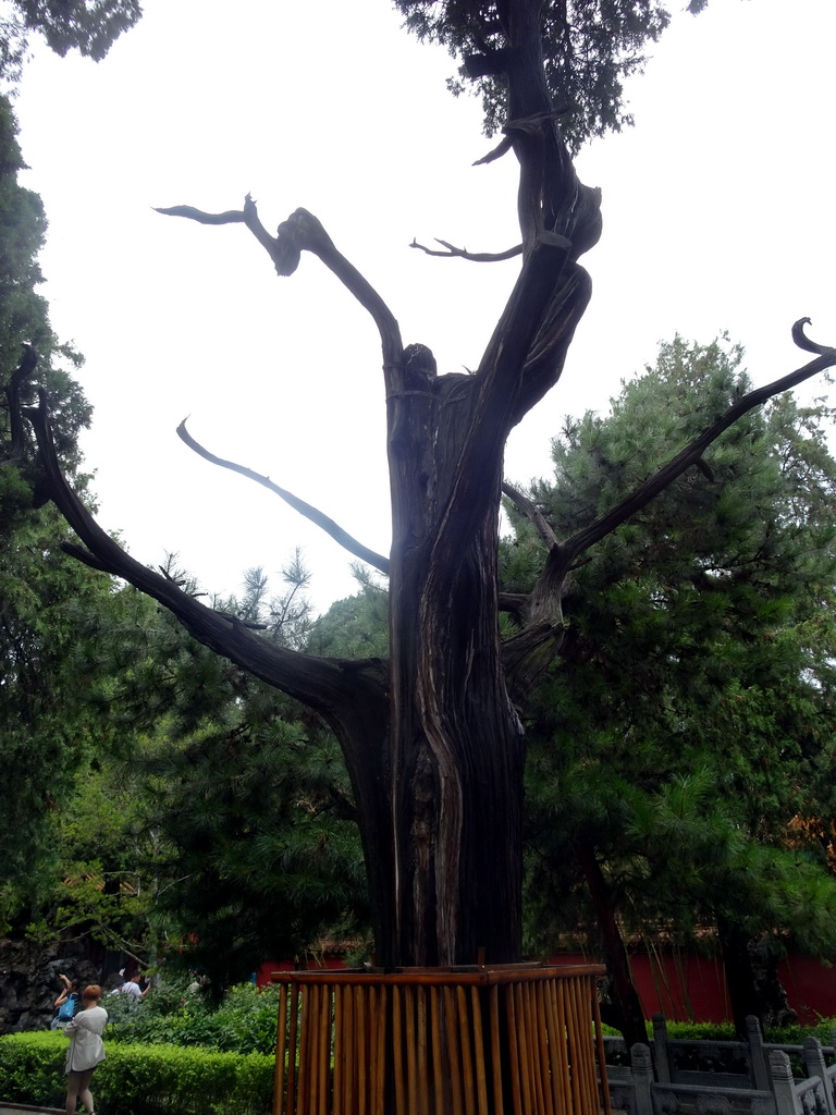 Tree at the Imperial Garden of the Forbidden City