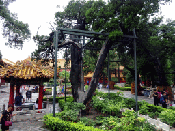 Tree at the Imperial Garden of the Forbidden City