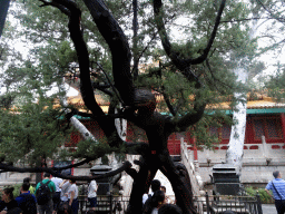 Tree at the Imperial Garden of the Forbidden City