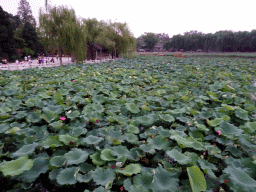 Water lilies at the southeast side of the Beihai Sea at Beihai Park