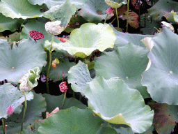 Water lilies at the southeast side of the Beihai Sea at Beihai Park