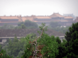 Tree branch at a tower at the Zheng Jue Hall at the Jade Flower Island at Beihai Park, with a view on the Forbidden City