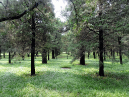 Grassland at the south side of the Temple of Heaven