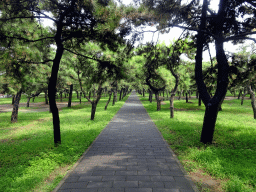 Path at the southeast side of the Temple of Heaven
