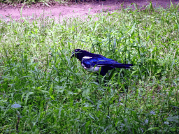 Bird in a grassland at the southeast side of the Temple of Heaven