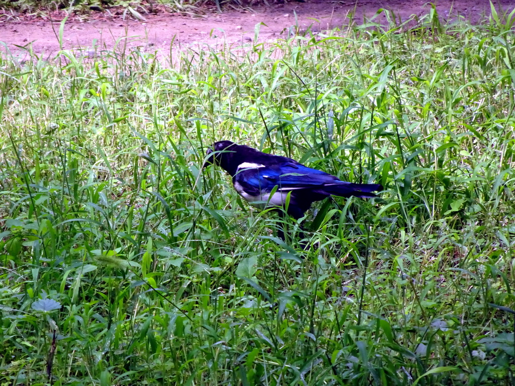 Bird in a grassland at the southeast side of the Temple of Heaven