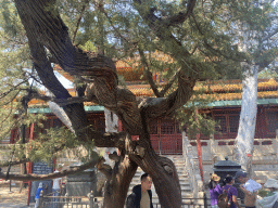 beijing_4_687 - 496 kb - 1024x768 -